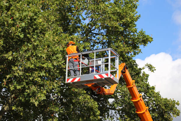 How Our Tree Care Process Works  in  Oklahoma, PA